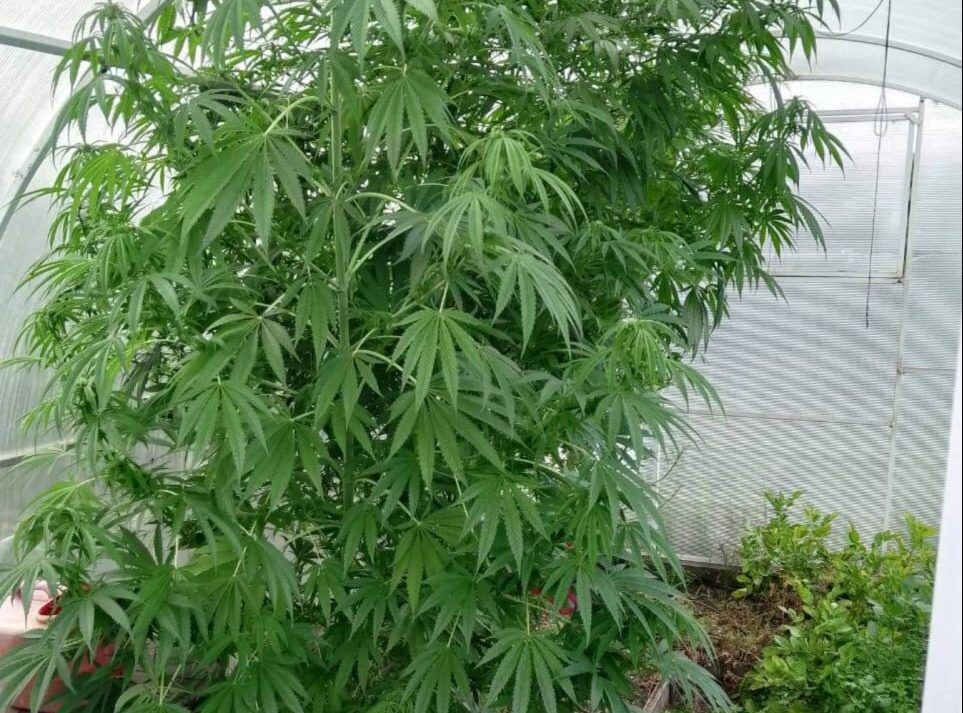    Фото: Пресс-служба УМВД России по Забайкальскому краю