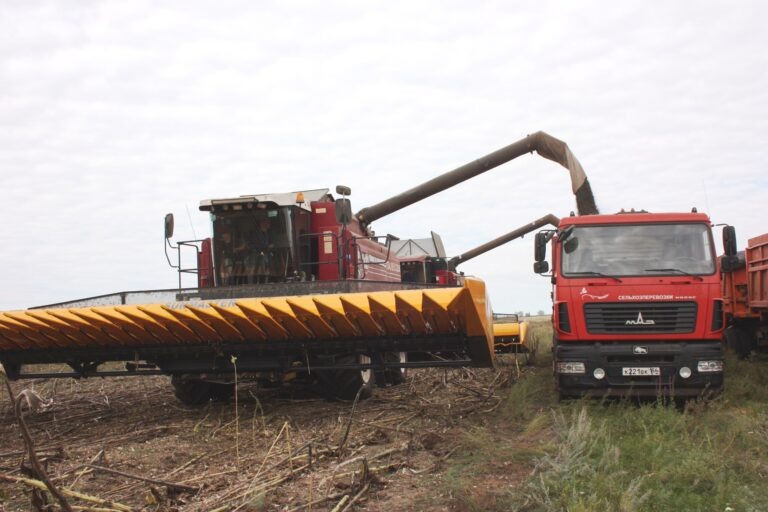    В Оренбургской области собрали рекордный урожай подсолнечника «О»