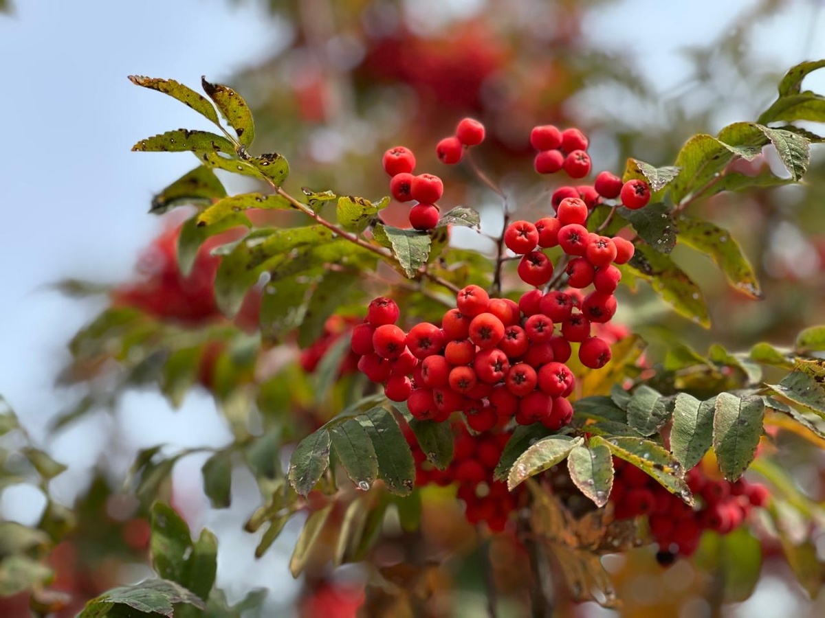 Фотография автора.
