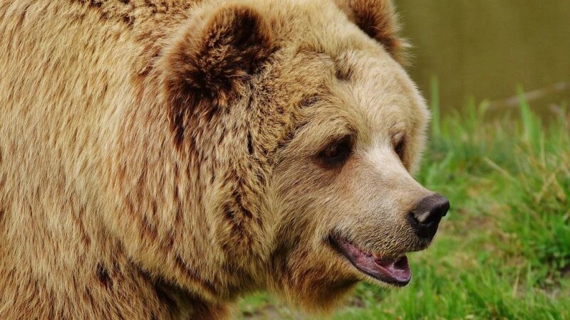     Медведь. СС0