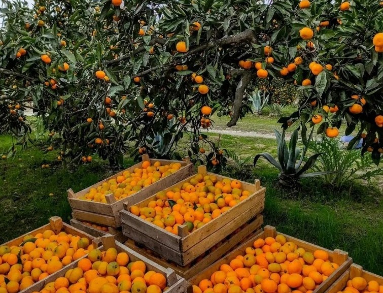 Фото: Сбор мандаринов в саду, Абхазия Сезон мандаринов — одно из главных преимуществ зимнего путешествия в страну Души