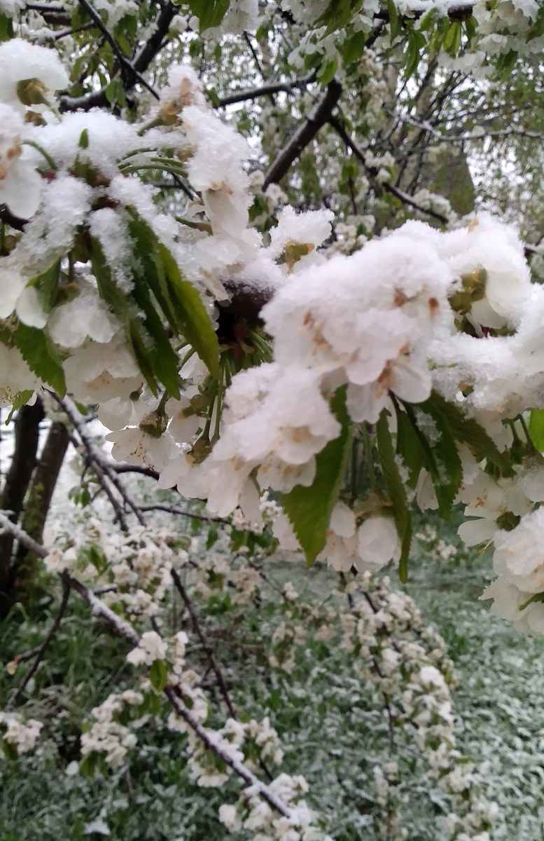 Черешня цветет (немного ягод все-таки было)