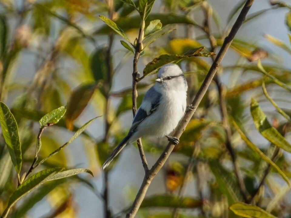    Птицы в Алтайском крае. Источник: Светлана Кулёва