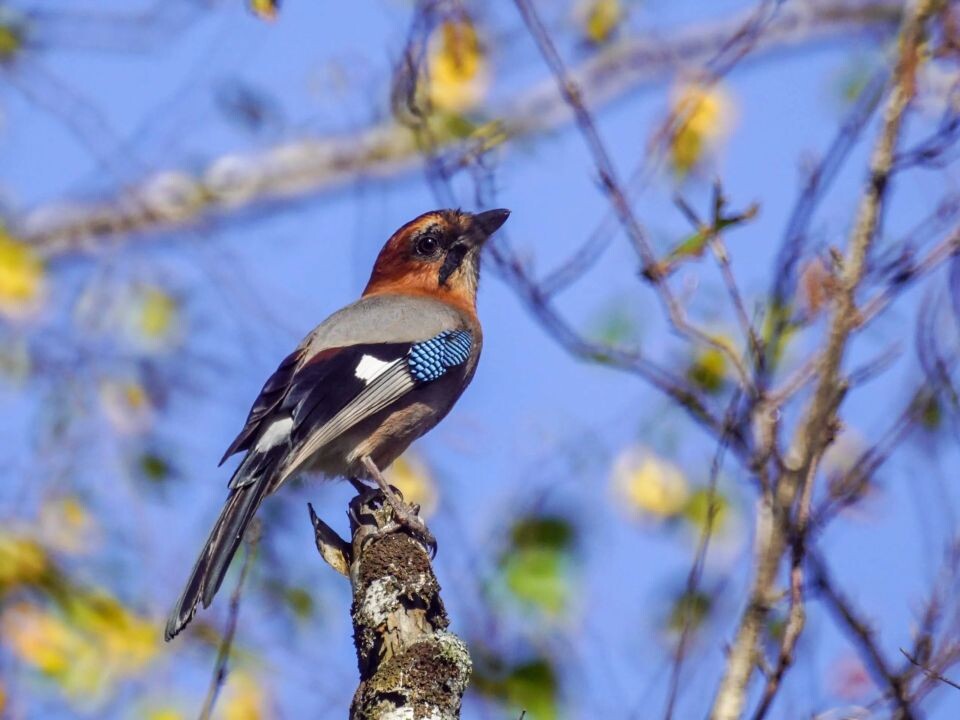    Птицы в Алтайском крае. Источник: Светлана Кулёва