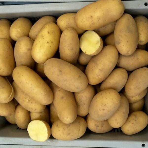 Королева Анна