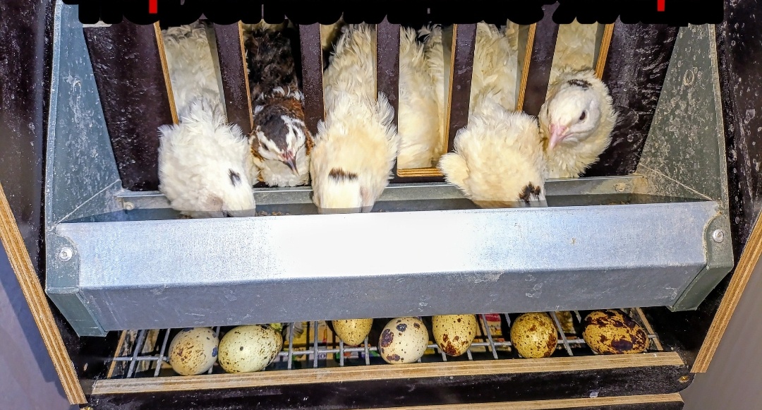 Перепёлки Кушают