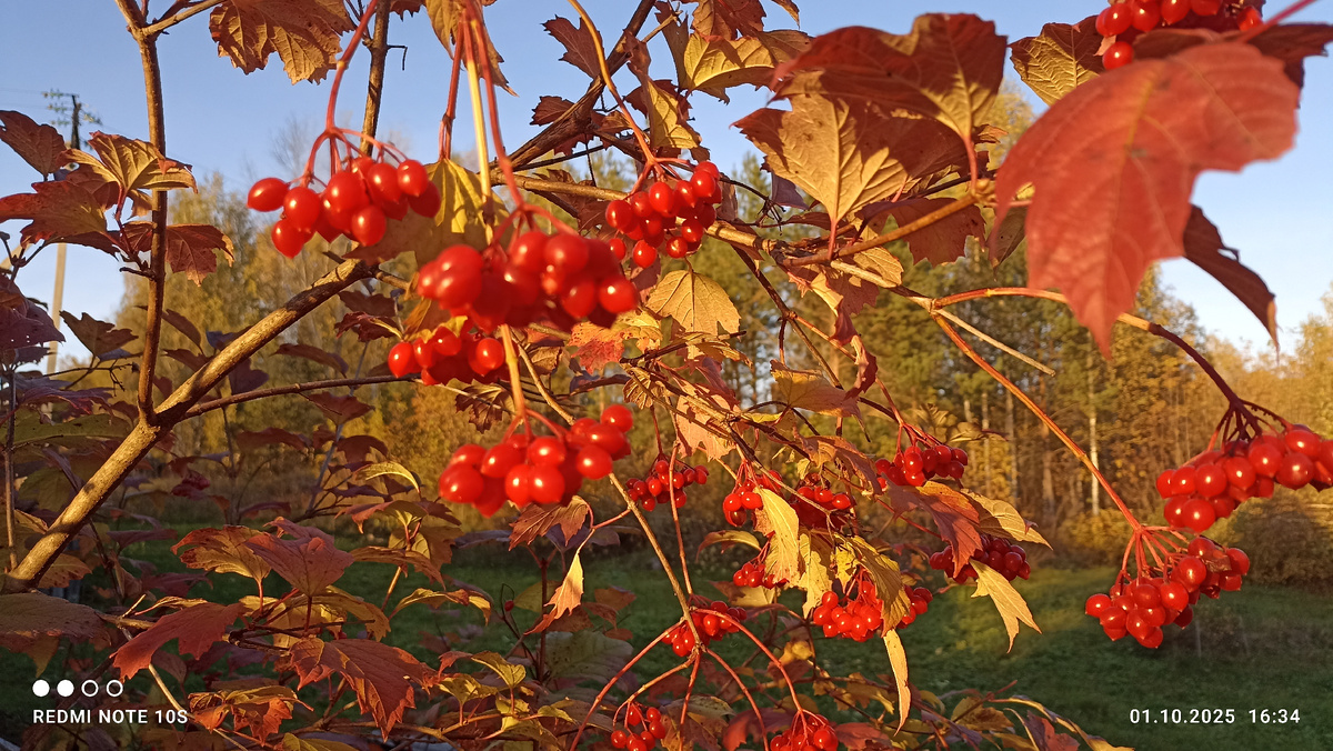 Куст калины. Фото автора.