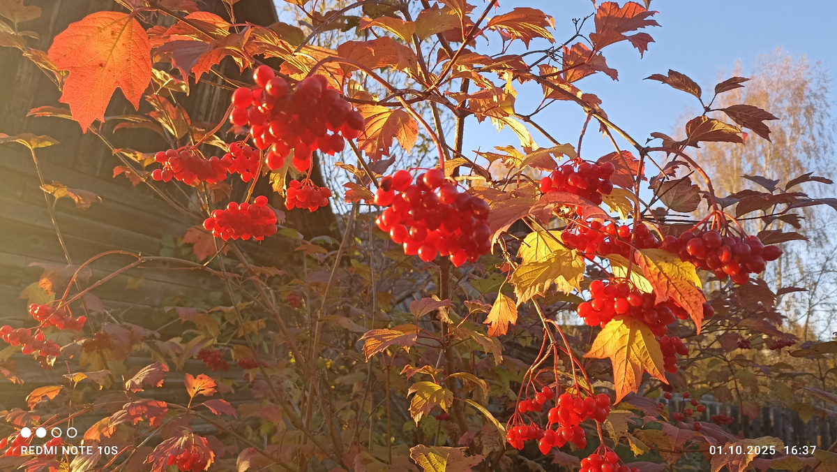 Хороша калина в этом году! Фото автора.