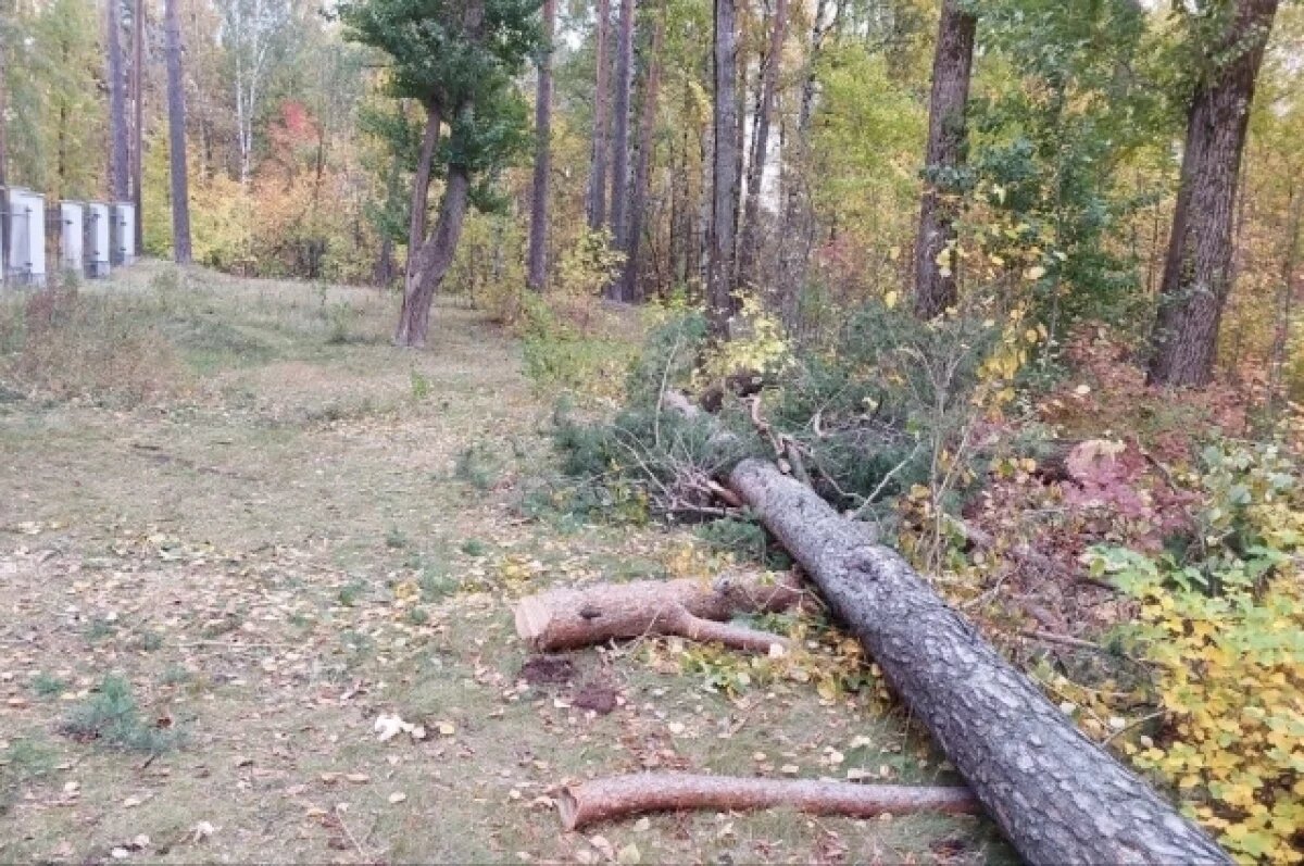    Власти Перми объяснили вырубку вековых сосен в лесу у ДКЖ