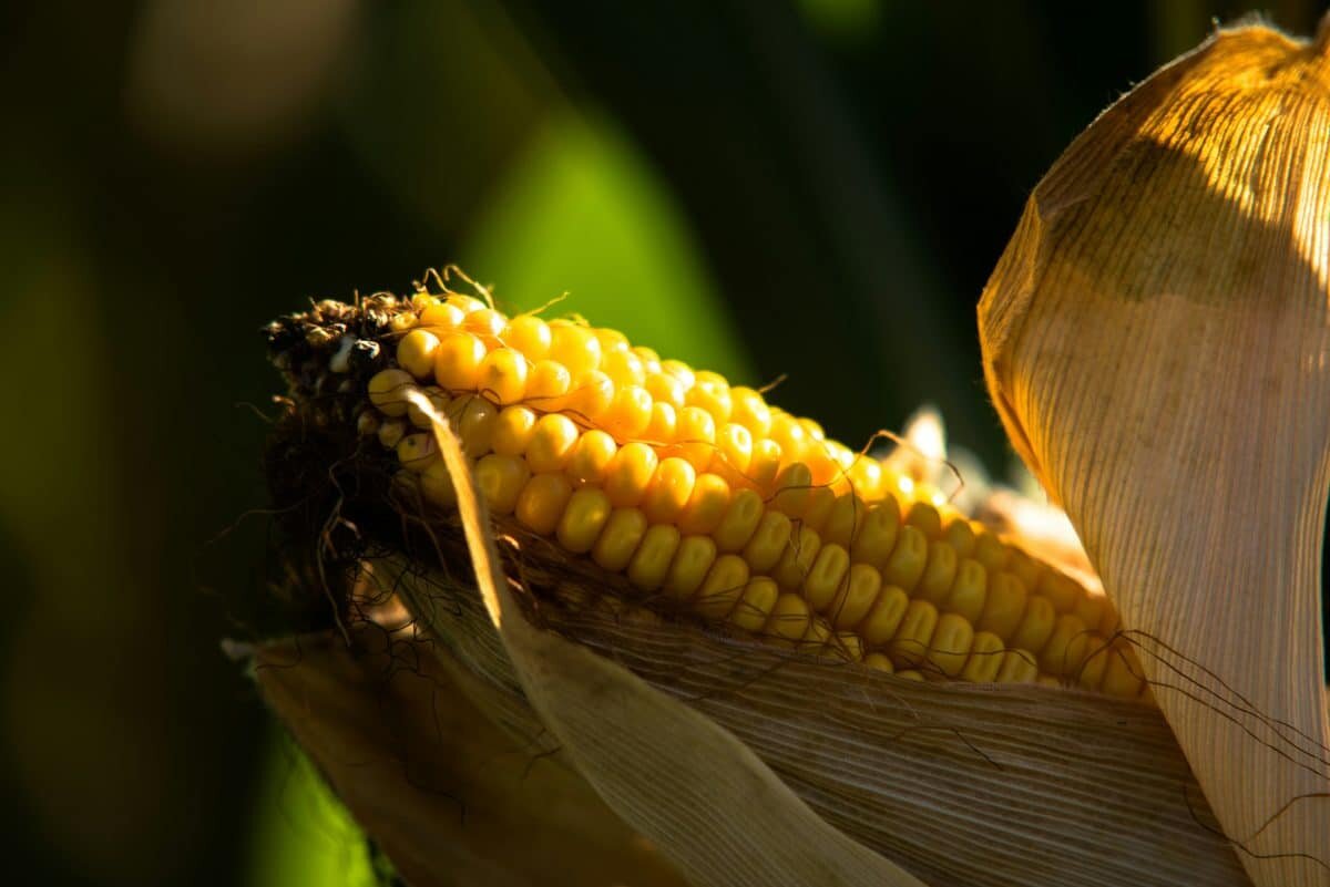 Полимеры оказали лучшее воздействие на кукурузу и подсолнечник, чем традиционные удобрения / ©   
 Gilles Seguin, unsplash.com📷
