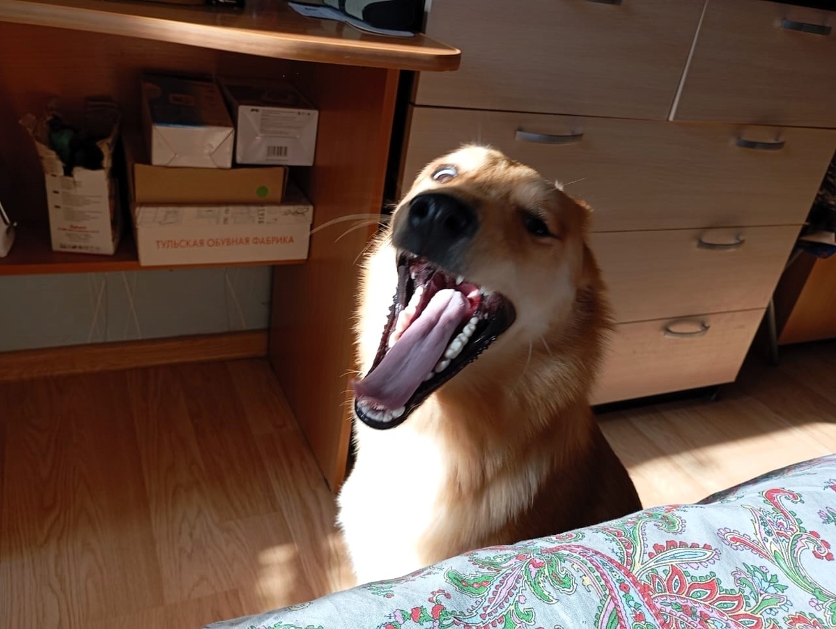 Живу, как король!