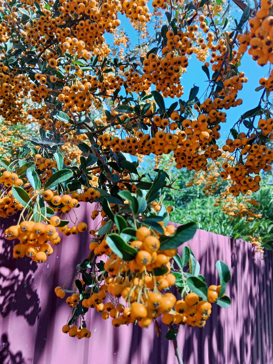 Яркая  осень