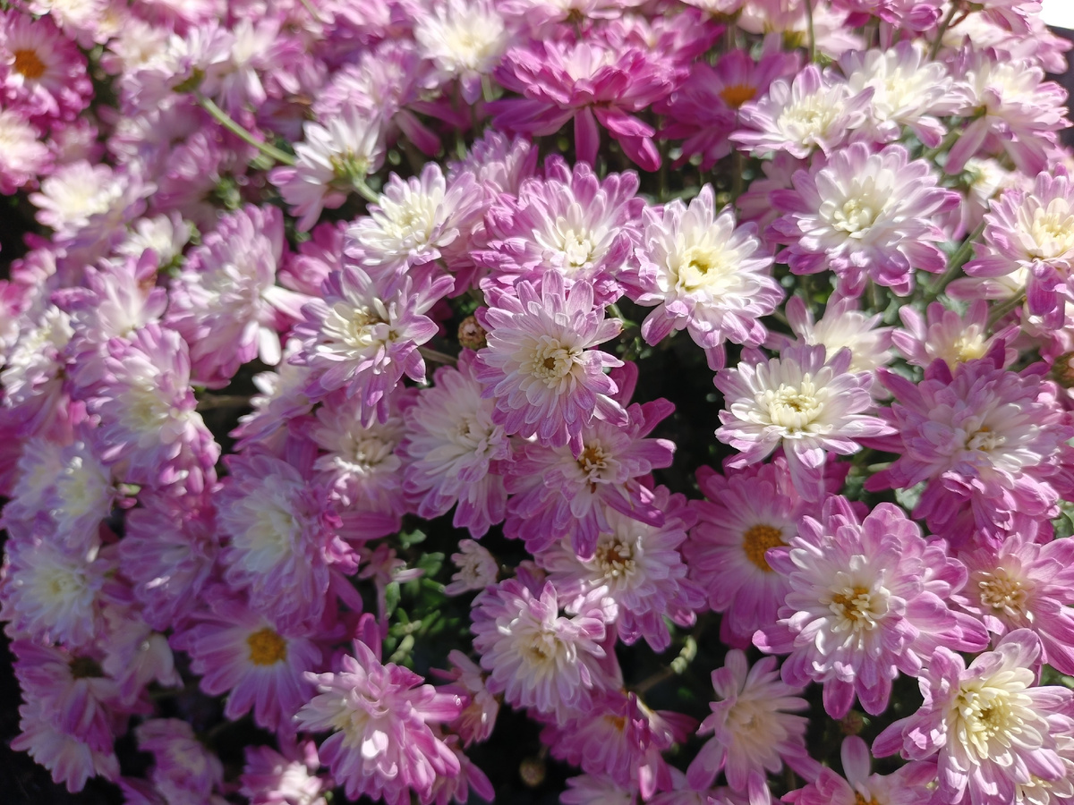 ФТ Сириус, набережная реки Мзымта, октябрь 2025 года