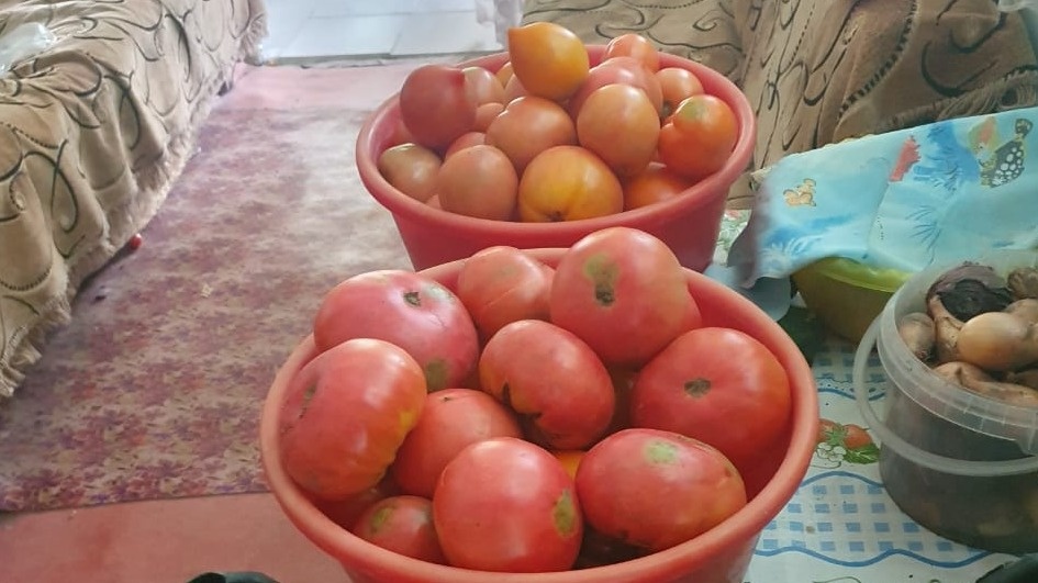 Итоговый урожай сезона — 76 кг с 12 кустов