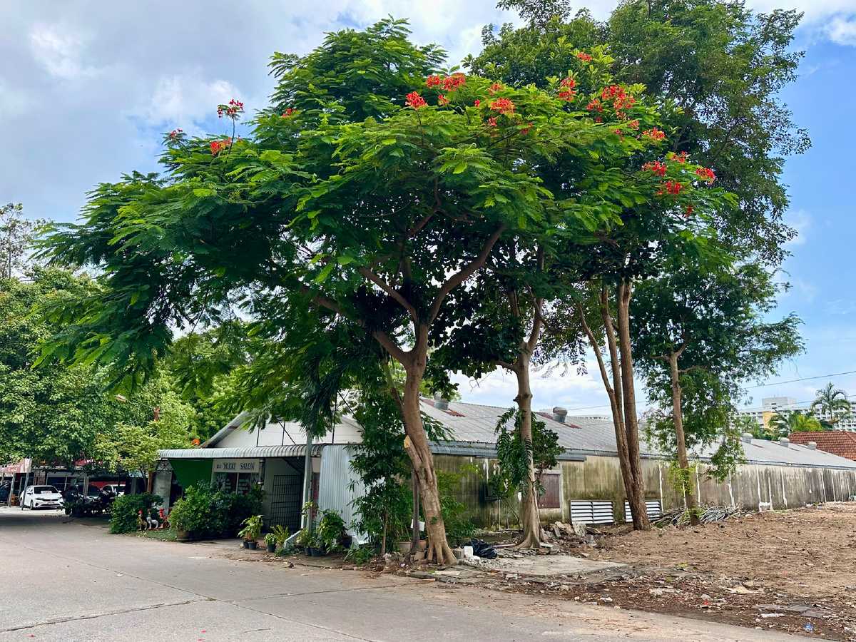 По дороге на пляж Джомтьен.