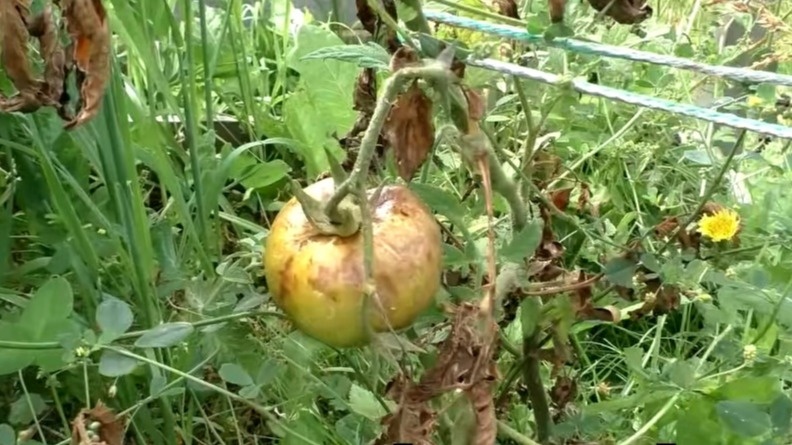 Трачу на осеннюю обработку теплицы 2 часа. Фитофтора обходит томаты стороной