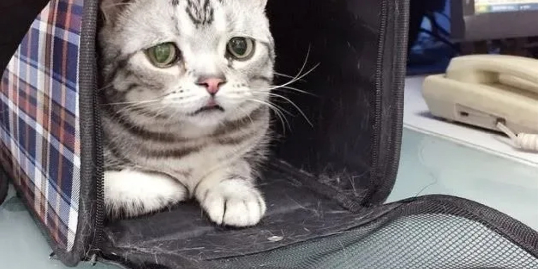 Почему кошки орут в машине — и как сделать поездку спокойной