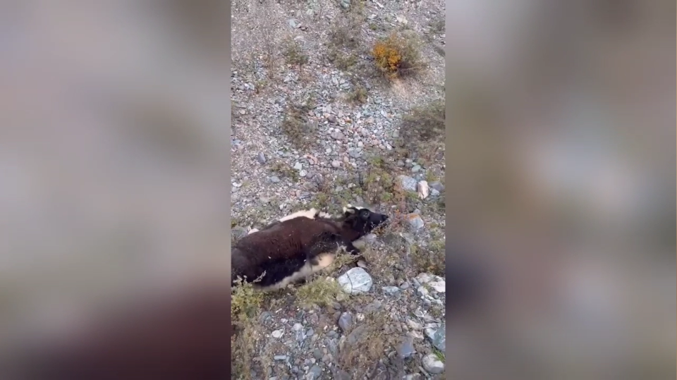    Неравнодушные люди помогли малышу-яку на Чуйском тракте. Источник: dmitry_surkow / telegram-канал "Наш Алтай | Горно-Алтайск"