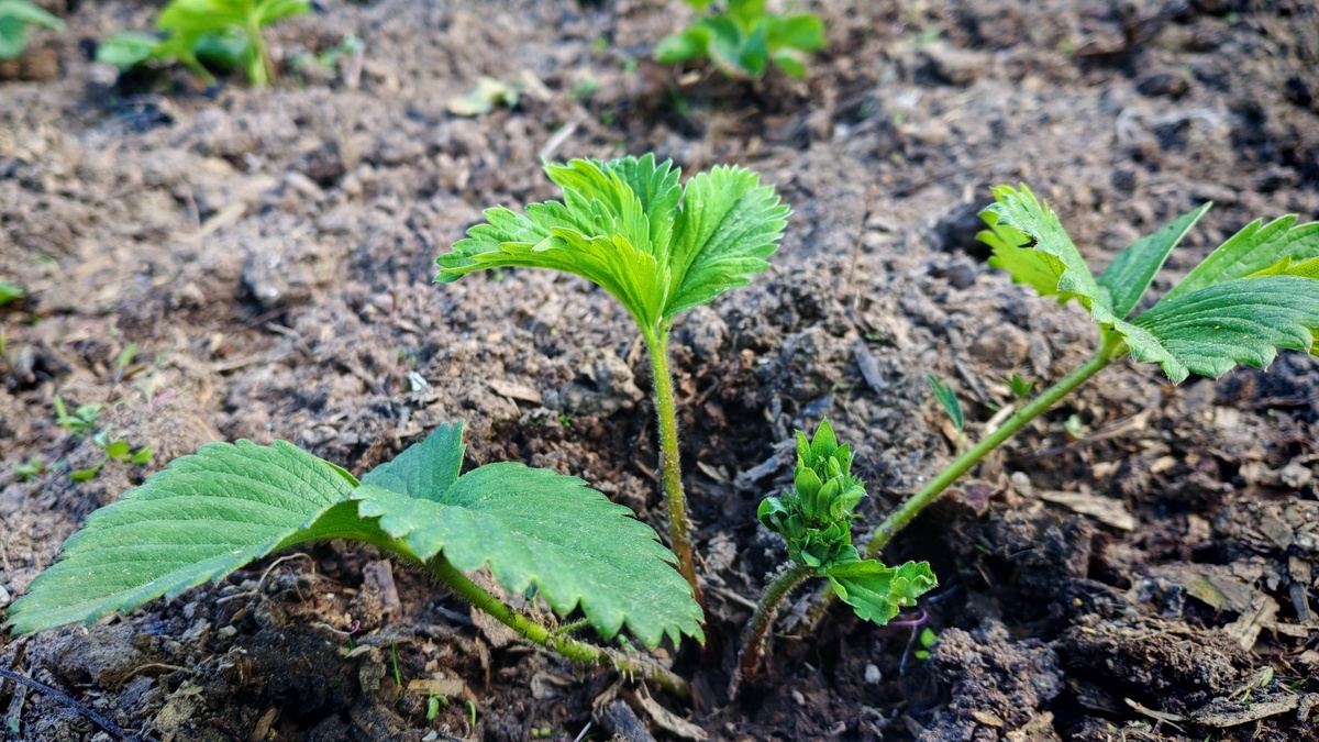Октябрьская посадка клубники — растения укореняются спокойно и уходят в зиму подготовленными