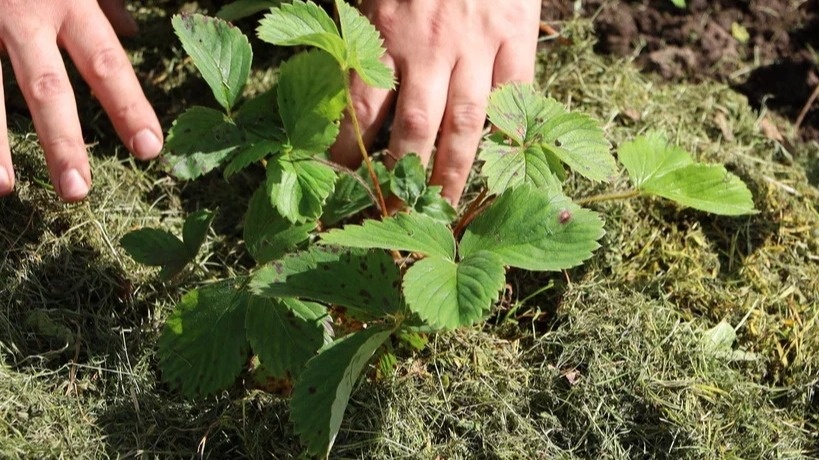 Сразу мульчирую травой слоем 5-7 см