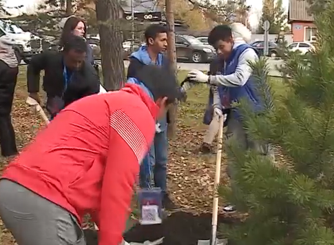     Участники олимпиады по финбезопасности высадили аллею сосен в Красноярске
