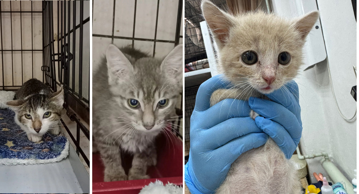 Балалайка, Торопыжкин и Гудёнок.