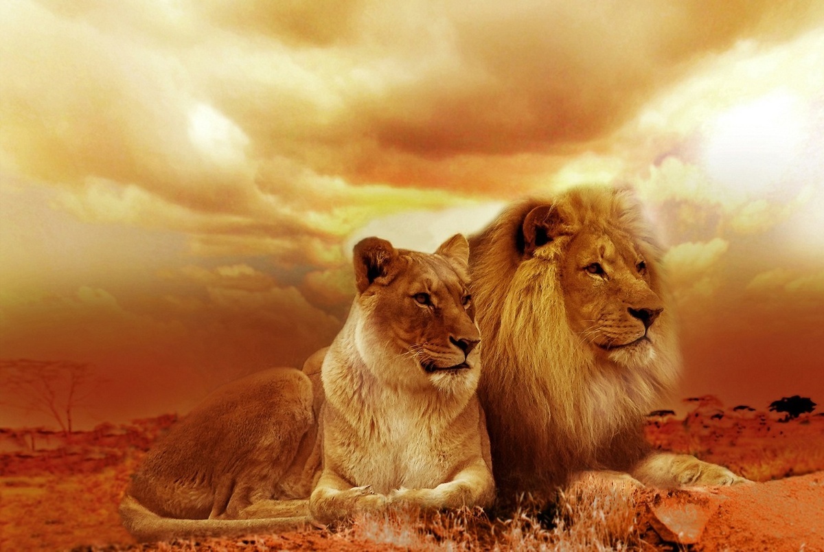 https://pixabay.tumblr.com/post/172344923029/beautiful-lion-couple-by-sponchia