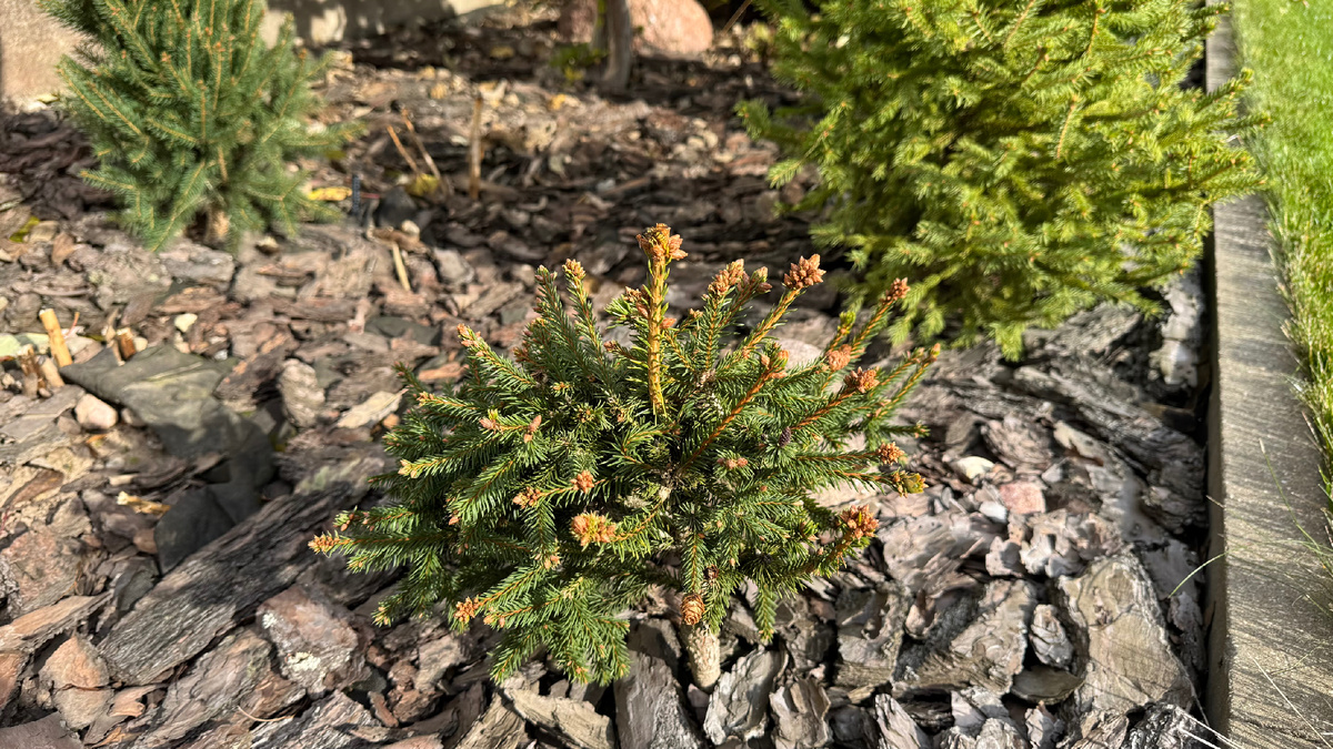 Ель Пуш в саду Екатерины Ко