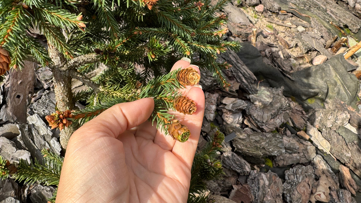 Ель Пуш и её шишечки в саду Екатерины Ко