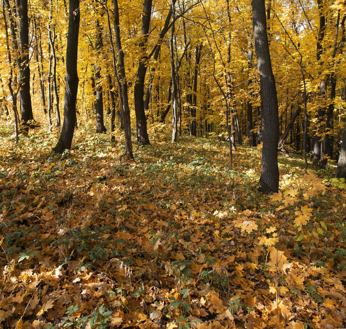 фото:Nikolay Gyngazov/Russian Look/Global Look Press