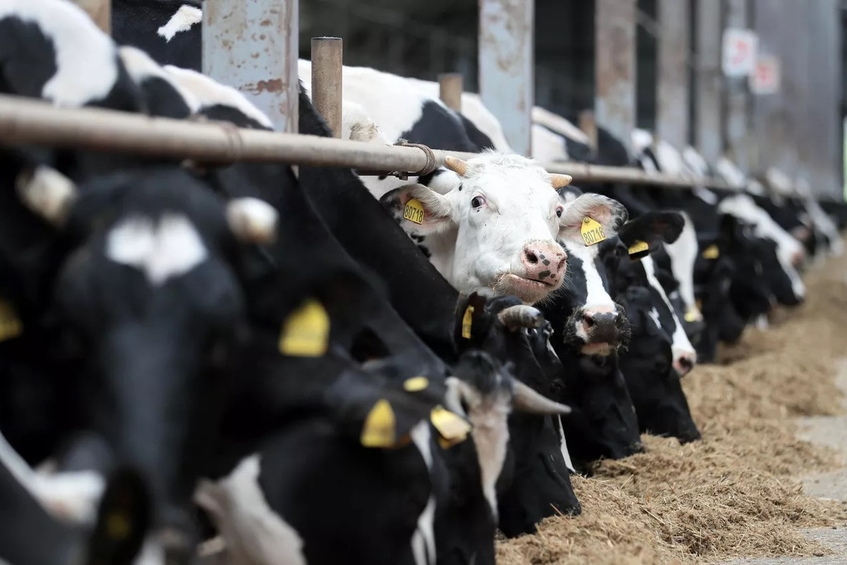    Фото: Виталий Белоусов, источник: ria.ru