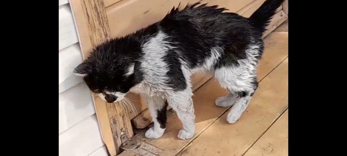 Фото автора.  Последний Митин день на  даче