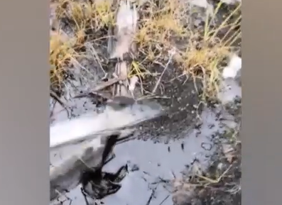     Разлив нефтепродуктов обнаружили в районе Диксона