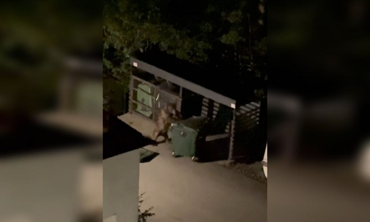    Фото t.me/sochitypical