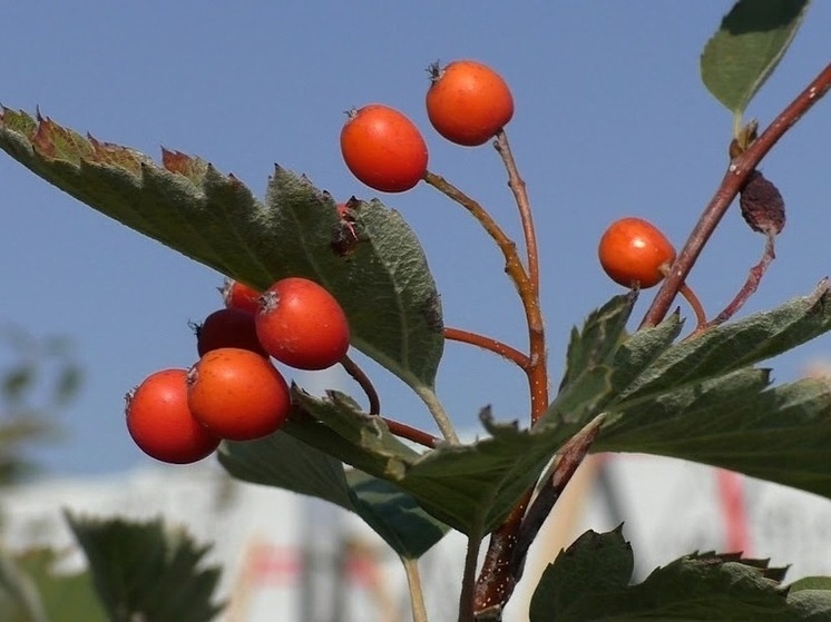     © Фото: ИД «Волгоградская правда» / архив.