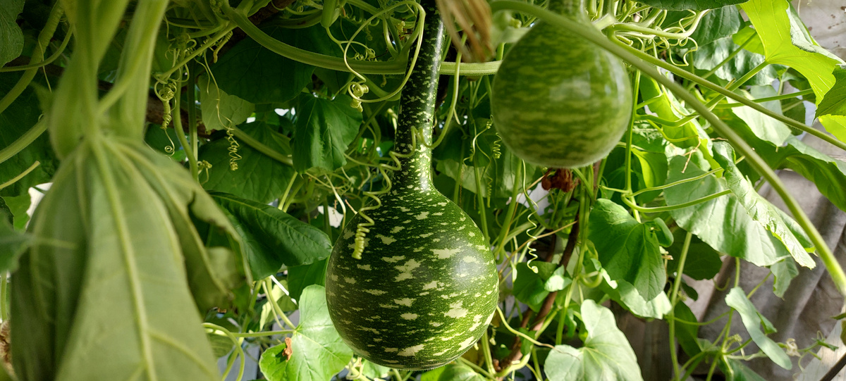  Вот такие тыковки висели всего четыре дня назад.