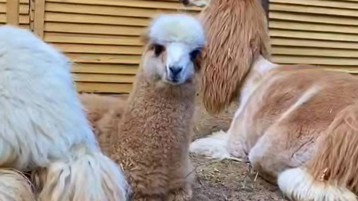    Фото: Скриншот видео / Московский зоопарк / Telegram