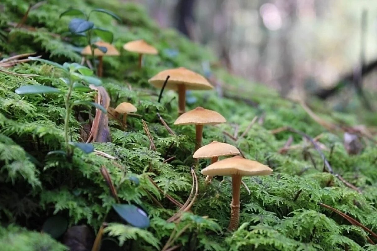    До +13 градусов прогнозируют жителям Псковской области 3 октября