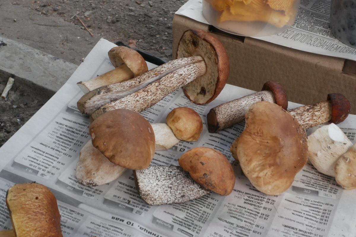    Яд в бульоне. Врач объяснила, из каких съедобных грибов не стоит варить суп