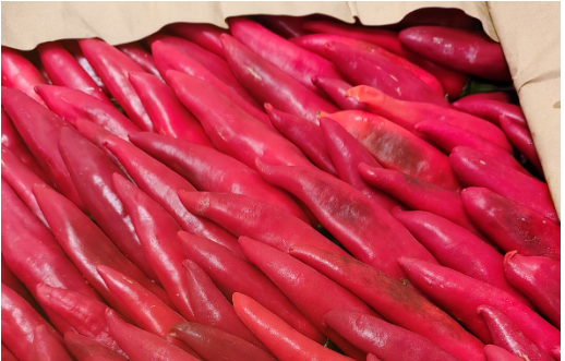     Фото: Уральское межрегиональное управление Россельхознадзора