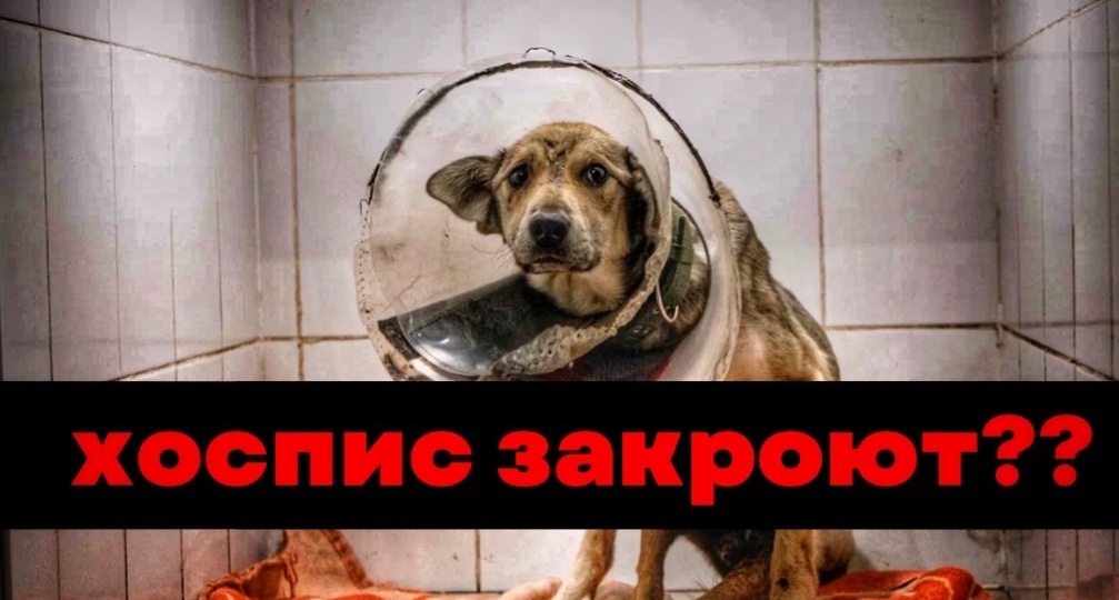 Форд оказался без попы и нужны лекарства на 20 000 рублей, а еще оплата АРЕНДЫ через 2 дня!