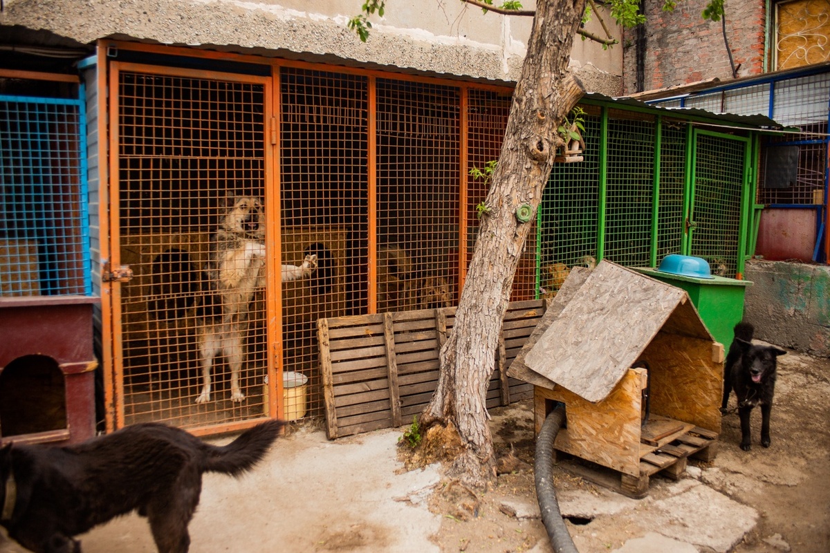Приют нуждается в любой вашей помощи, кормом, лекарствами.