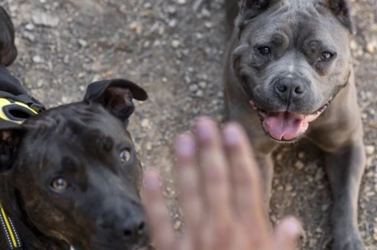    Пострадавшему от собак пермяку отказали в возбуждении уголовного дела
