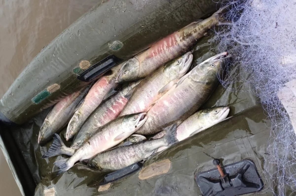    В Хабаровском крае задержаны рыбаки за незаконную добычу кеты