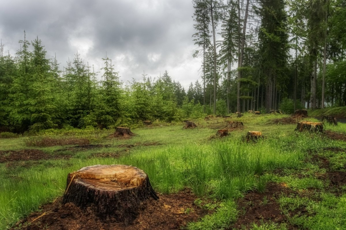 Пни - "бич" современных лесов.
