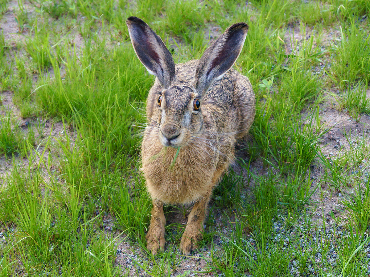Вмонтированная Матерью Природой опция превращает зайца в идеального наблюдателя. Косой не смотрит прямо, а сканирует окружающее пространство. Jopparn, CC BY-SA 4.0