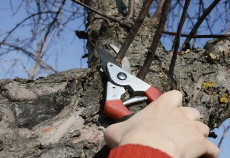 Обрезка яблонь осенью: какие ветки режем смело, а какие трогать нельзя