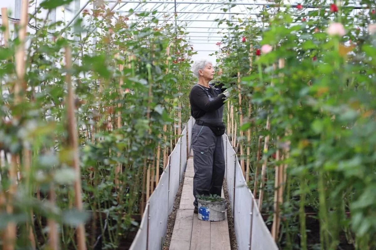    Хризантемы зацветут на предприятии «Горзеленхоза» в Иркутске ко Дню матери