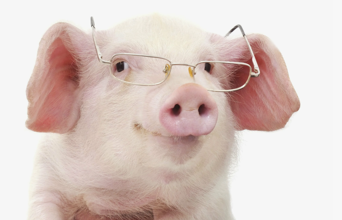 Зеркальный тест и память. Свиньи способны использовать зеркало, чтобы найти спрятанную пищу, понимая, что отражение — это не сама еда, а её «подсказка». Их память о месте кормления и маршрутах сохраняется месяцами.