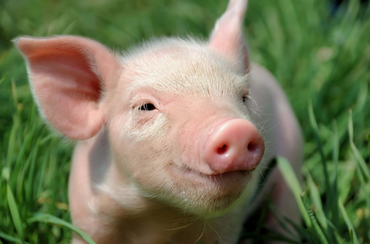 Диапазон звуков. Свиньи могут издавать более сотни различных звуков — от тихого похрюкивания до тревожных визгов. Учёные считают, что этим они передают друг другу не только эмоции, но и конкретную информацию, например предупреждения.